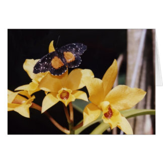 Crimson Patch Butterfly Cards