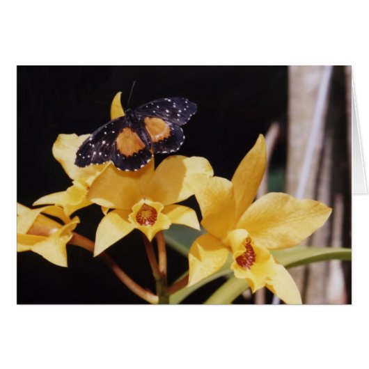 Crimson Patch Butterfly Cards (Front Horizontal)