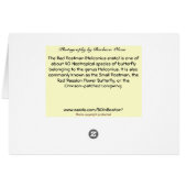 Crimson-Patched Longwing (Back Horizontal)