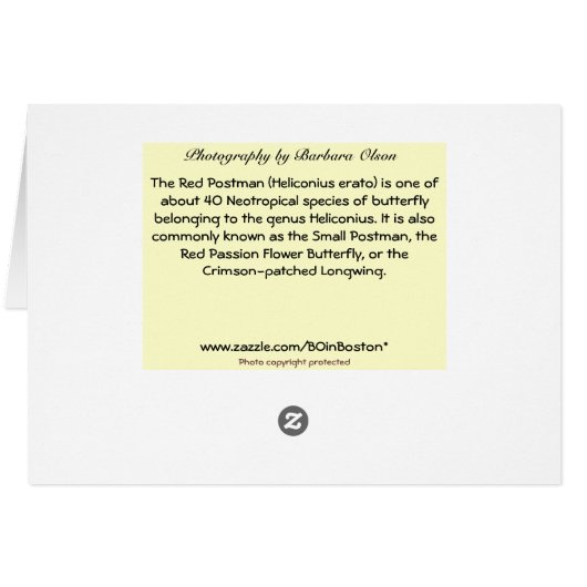 Crimson-Patched Longwing (Back Horizontal)