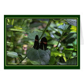 Crimson-Patched Longwing Cards (Front Horizontal)