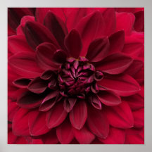 Crimson Red Dahlia Art - Arabian Night Flower