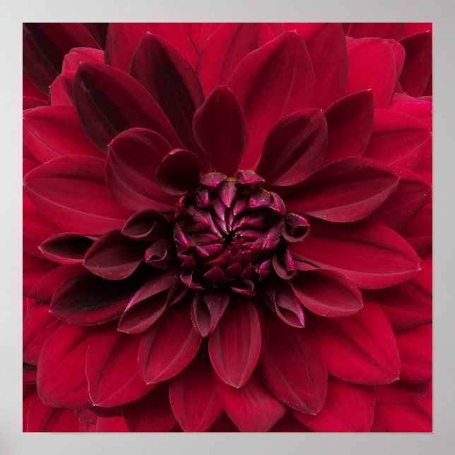Crimson Red Dahlia Art - Arabian Night Flower Poster (Front)