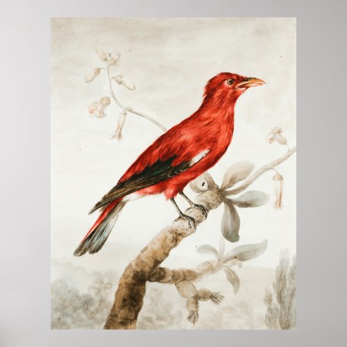Crimson Roller Animal Wildlife Bird  Poster