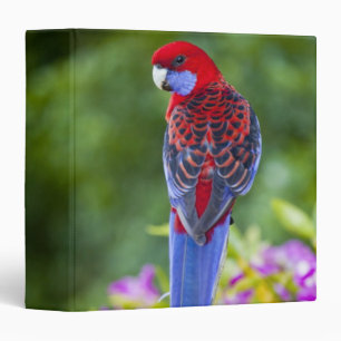 Crimson Rosella & backdrop of orchids Lamington Binder
