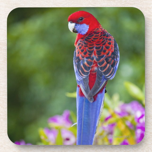 Crimson Rosella & backdrop of orchids Lamington Drink Coaster (Front)