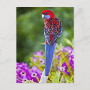 Crimson Rosella & backdrop of orchids Lamington Postcard