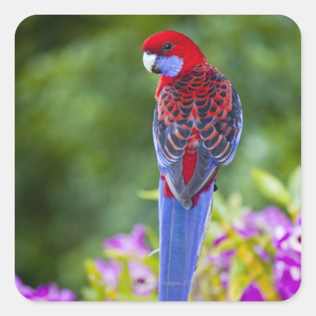 Crimson Rosella & backdrop of orchids Lamington Square Sticker (Front)
