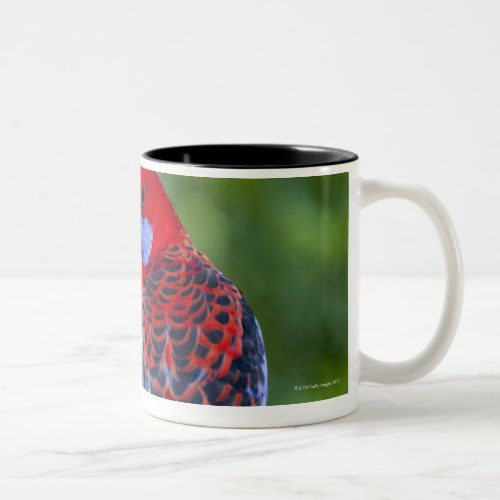 Crimson Rosella  backdrop of orchids Lamington Two_Tone Coffee Mug