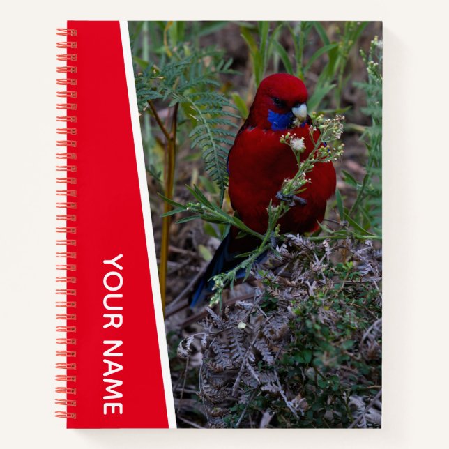 Crimson Rosella Bird Eating, Australia, Red Notebook (Front)