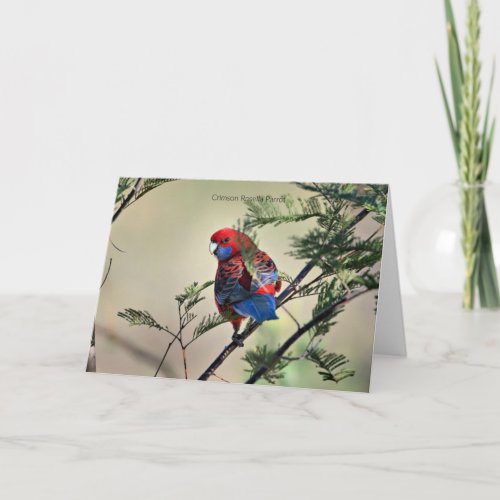 Crimson Rosella Parrot Card
