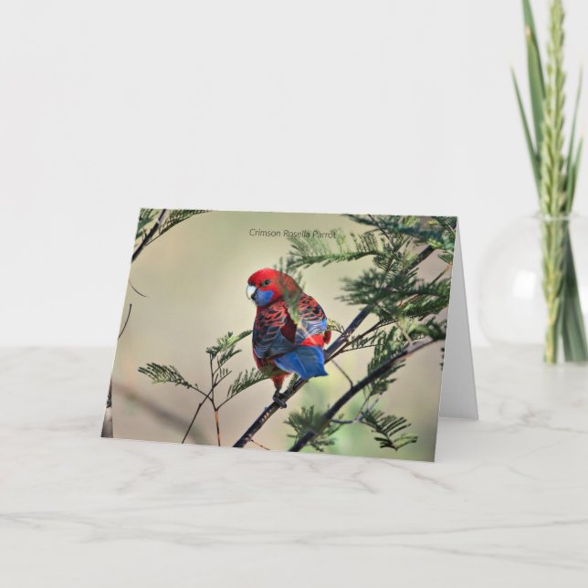Crimson Rosella Parrot, Card (Front)