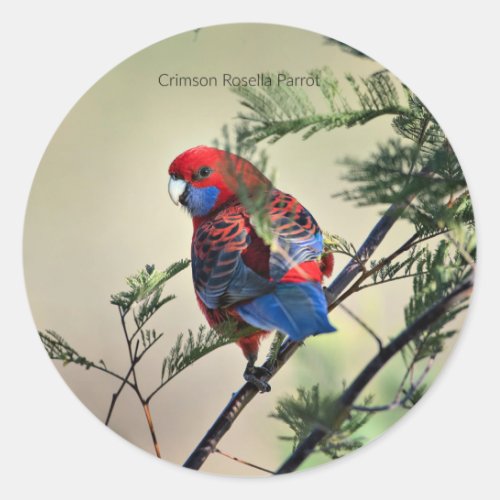 Crimson Rosella Parrot Classic Round Sticker