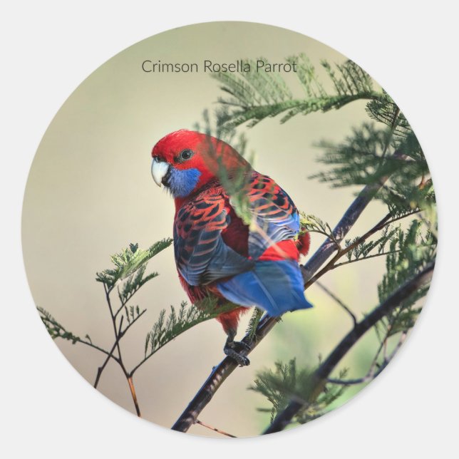 Crimson Rosella Parrot, Classic Round Sticker (Front)