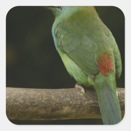 Crimson_rumped Toucanet bird Aulacorhynchus Square Sticker