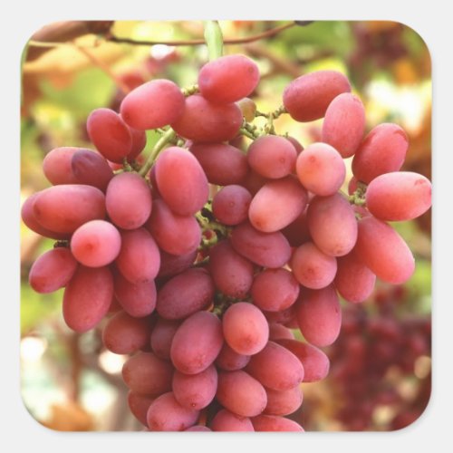 Crimson Seedless Grapes Square Sticker
