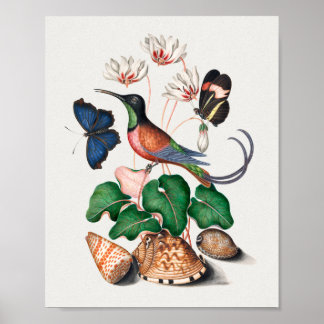 Crimson Topaz Hummingbird Poster