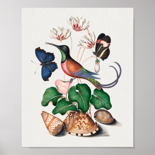 Crimson Topaz Hummingbird Poster