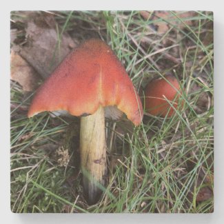 Crimson Waxcap Wild Mushroom Coasters
