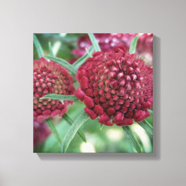 Crimson Wild Flower Canvas Print (Front)