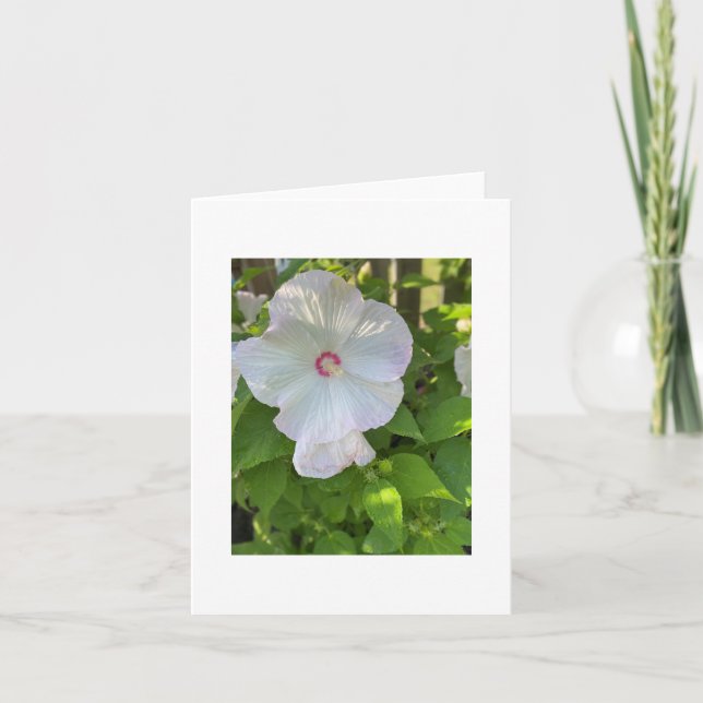Crimsoneyed Rose-Mallow Hibiscus Card (Front)