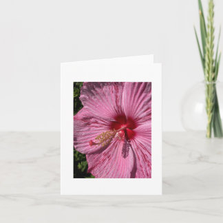 Crimsoneyed Rose-Mallow Hibiscus Card