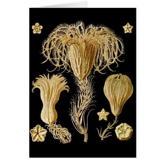 Crinoids Card