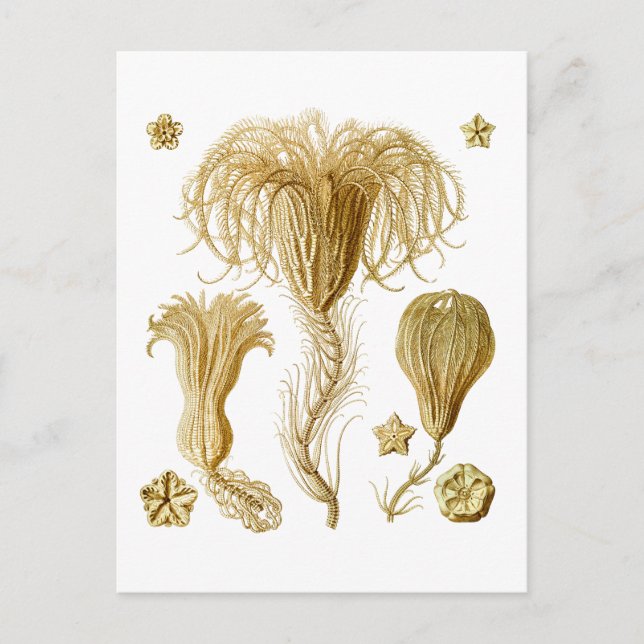 Crinoids Postcard (Front)