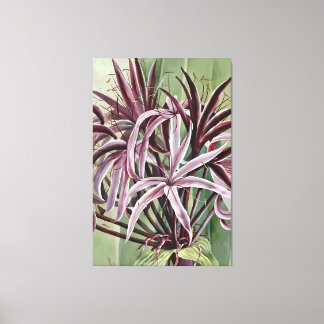 Crinum Asiaticum L Family  Canvas Print