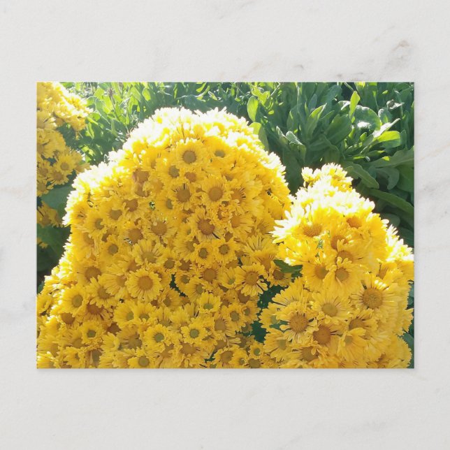 Crisantemos amarillos a la luz del sol postcard (Front)