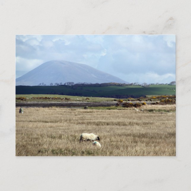 Croagh Patrick watches over the flock Postcard (Front)