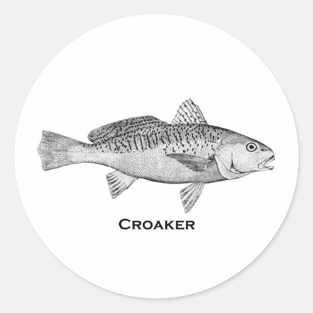 Croaker Fish Classic Round Sticker (Front)