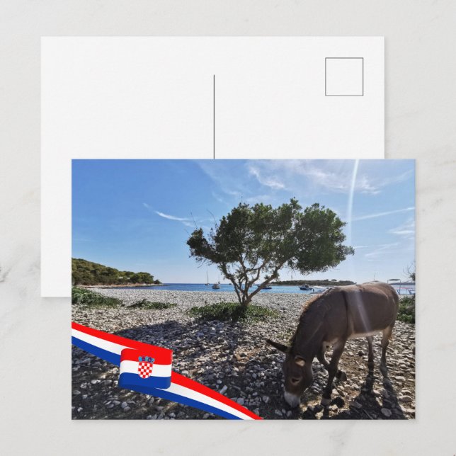 Croatia | Hrvatska | Adriatic Sea | Donkey Postcard (Front/Back)
