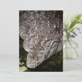 Crocodile (Standing Front)