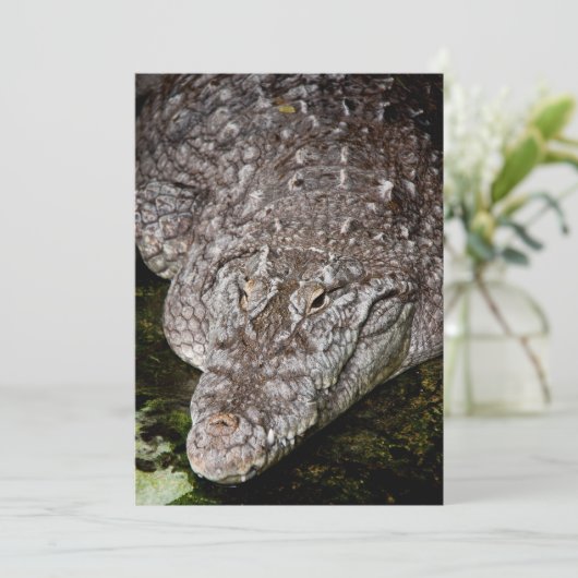 Crocodile (Standing Front)