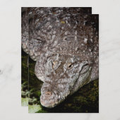 Crocodile (Front/Back)