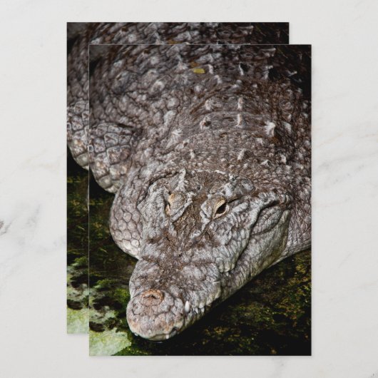 Crocodile (Front/Back)