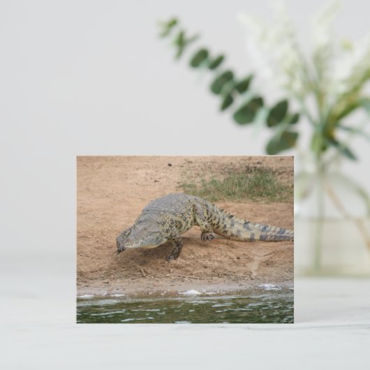 Crocodile (Standing Front)