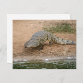 Crocodile (Front/Back)