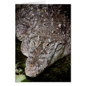 Crocodile (Front)