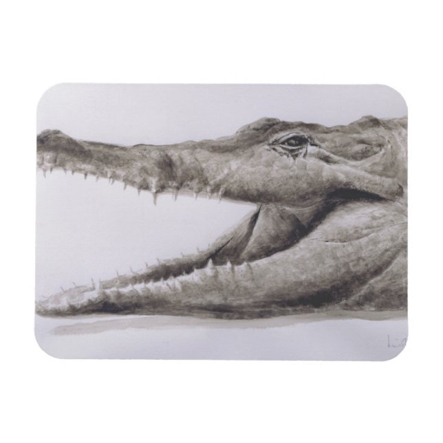 Crocodile 2005 magnet (Horizontal)