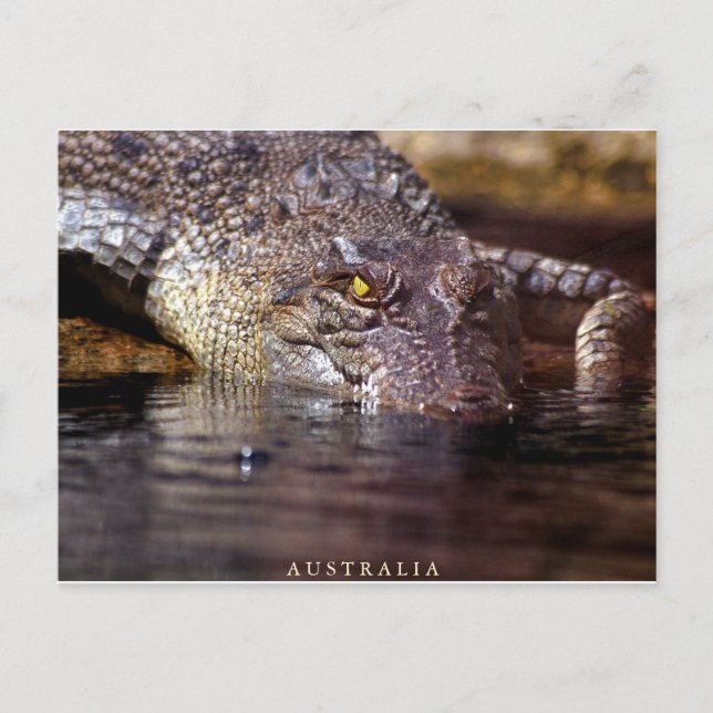 crocodile, A U S T R A L I A Postcard (Front)