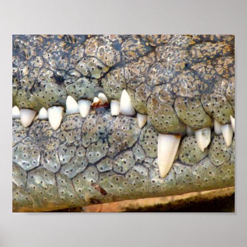 Crocodile alligator tooth poster