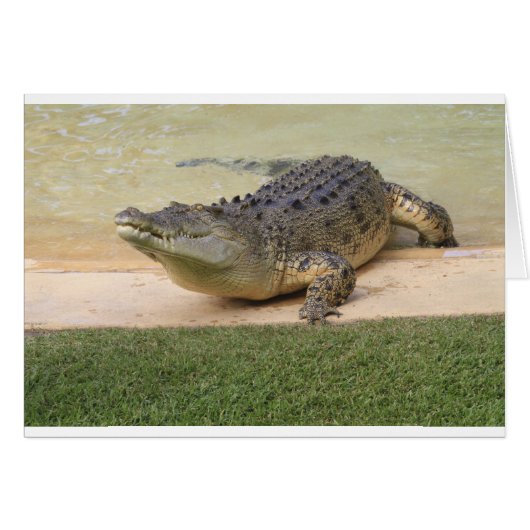 Crocodile Cards (Front Horizontal)