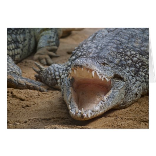 Crocodile Cards (Front Horizontal)