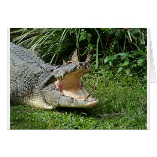 Crocodile Cards (Front Horizontal)