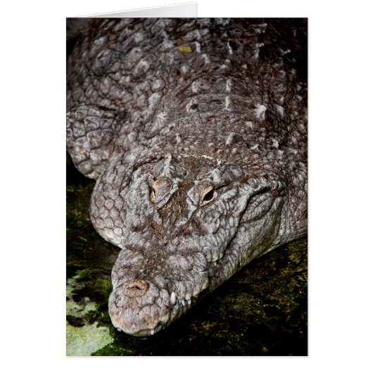 Crocodile Cards (Front)