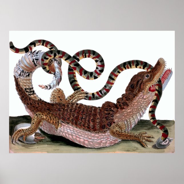 Crocodile Eating Snake Poster (Front)