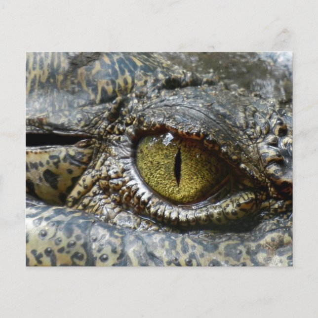crocodile eye face animal custom personalize diy flyer (Front)