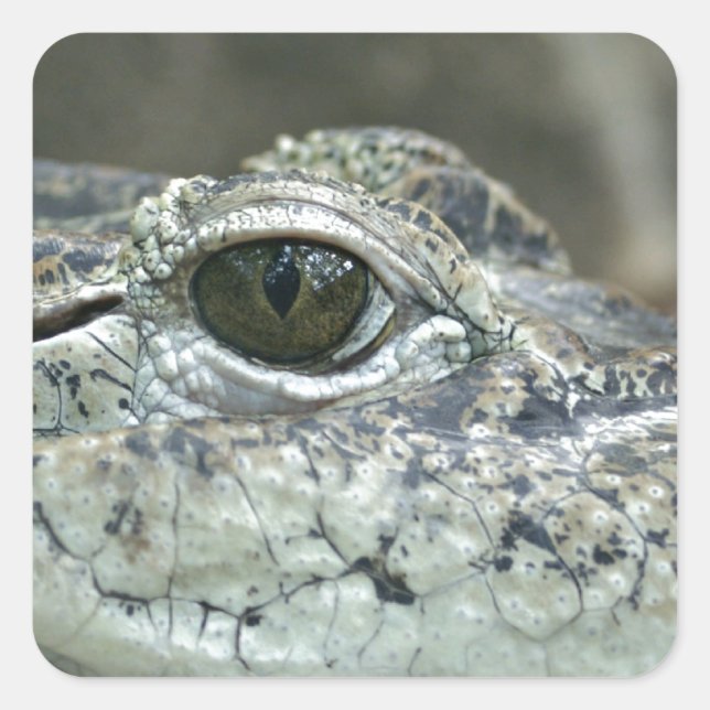 Crocodile Eye Sticker (Front)